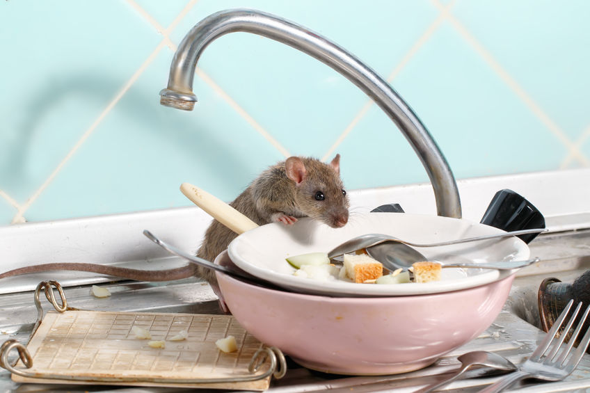 Extermination des souris à Sherbrooke : quand faut-il faire appel à un professionnel ?